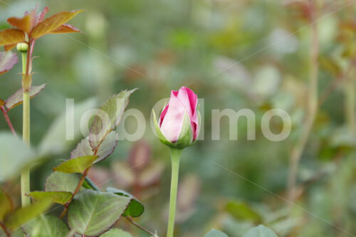 Rose (Kenia, Panda Flowers) - lobOlmo Fair-Trade-Fotoarchiv