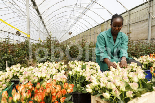 Rosenernte (Kenia, Panda Flowers) - lobOlmo Fair-Trade-Fotoarchiv