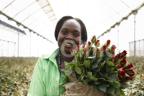 Rosenernte (Kenia, Panda Flowers) - lobOlmo Fair-Trade-Fotoarchiv