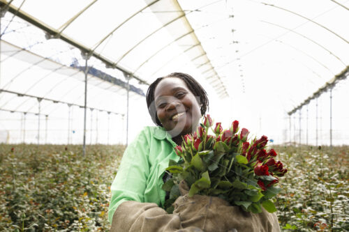 Rosenernte (Kenia, Panda Flowers) - lobOlmo Fair-Trade-Fotoarchiv