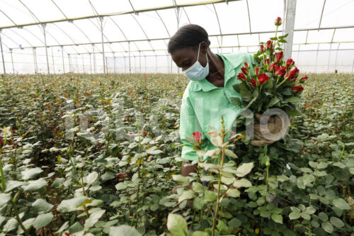 Rosenernte (Kenia, Panda Flowers) - lobOlmo Fair-Trade-Fotoarchiv