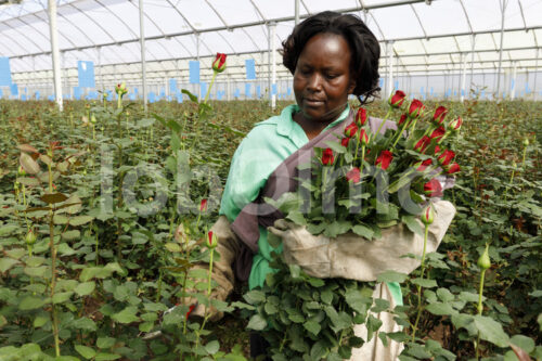 Rosenernte (Kenia, Panda Flowers) - lobOlmo Fair-Trade-Fotoarchiv