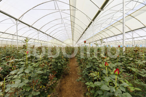 Rosenfeld (Kenia, Panda Flowers) - lobOlmo Fair-Trade-Fotoarchiv