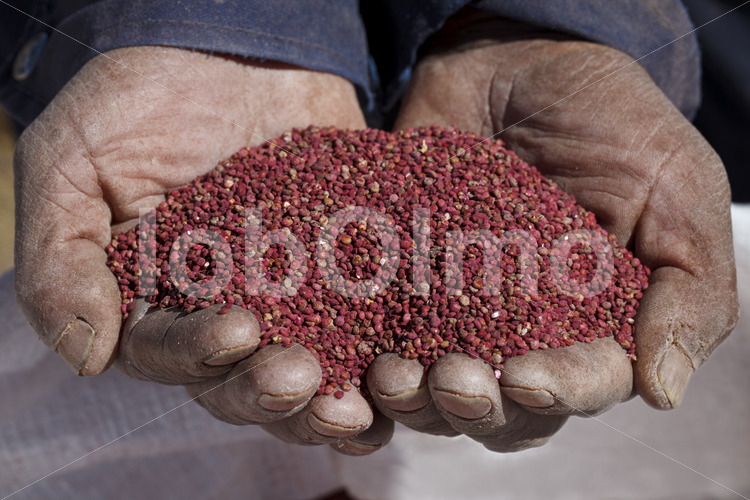 Rote Quinoa (Bolivien, ANAPQUI) - lobOlmo Fair-Trade-Fotoarchiv