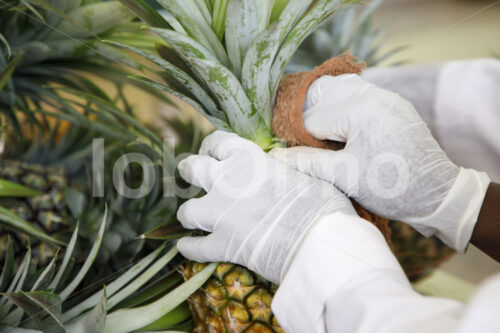 Säubern von Ananas vor dem Export (Uganda, Biofresh) - lobOlmo Fair-Trade-Fotoarchiv