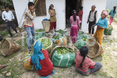 Sammelstelle für Teeblätter (Nepal, KTE) - lobOlmo Fair-Trade-Fotoarchiv