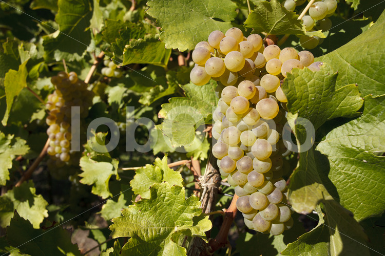 Sauvignon Blanc Trauben (Chile, Vinos Lautaro) - lobOlmo Fair-Trade-Fotoarchiv