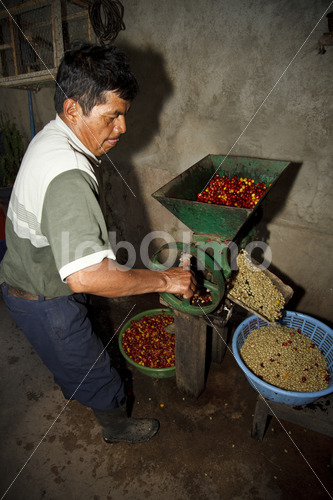 Schälen geernteter Kaffeekirschen (Guatemala, GUAYA’B) - lobOlmo Fair-Trade-Fotoarchiv