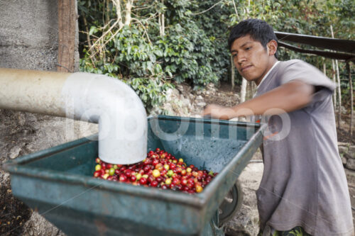 Schälen geernteter Kaffeekirschen (Peru, COCLA) - lobOlmo Fair-Trade-Fotoarchiv