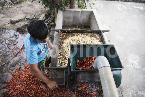 Schälen geernteter Kaffeekirschen (Peru, COCLA) - lobOlmo Fair-Trade-Fotoarchiv