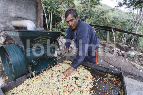 Schälen geernteter Kaffeekirschen (Peru, COCLA) - lobOlmo Fair-Trade-Fotoarchiv