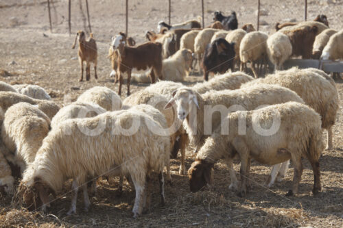 Schafe (Israel, SIDREH) - lobOlmo Fair-Trade-Fotoarchiv