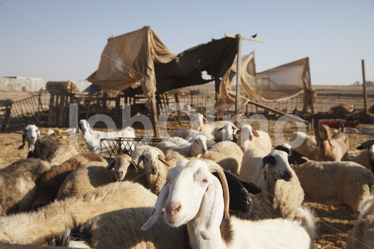 Schafe (Israel, SIDREH) - lobOlmo Fair-Trade-Fotoarchiv