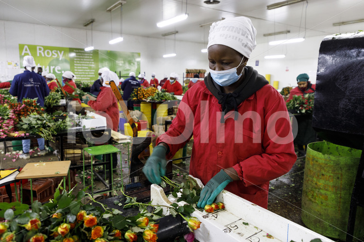Schneiden der Rosen auf Normlänge (Kenia, Panda Flowers) - lobOlmo Fair-Trade-Fotoarchiv