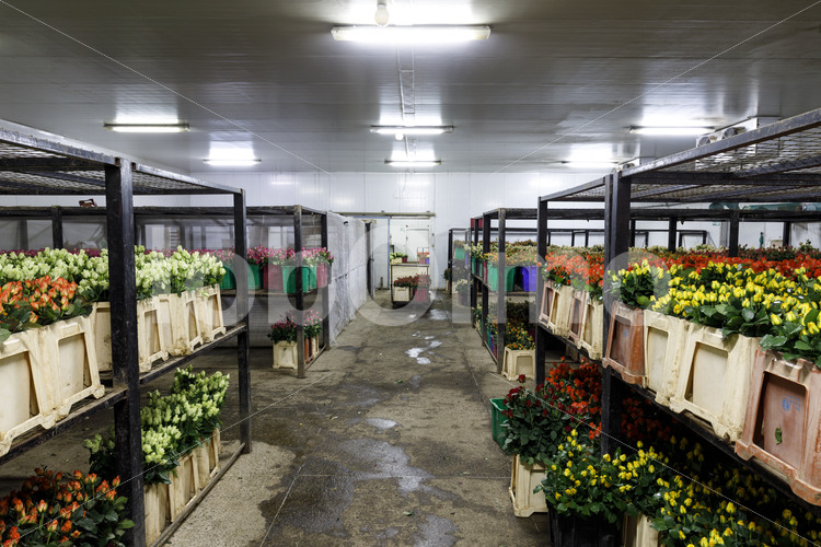 Schnittrosen in der Kühlhalle (Kenia, Panda Flowers) - lobOlmo Fair-Trade-Fotoarchiv