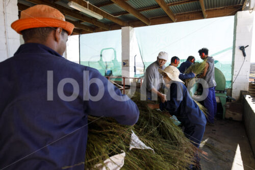 Schreddern von Rooibos (Südafrika, Heiveld) - lobOlmo Fair-Trade-Fotoarchiv