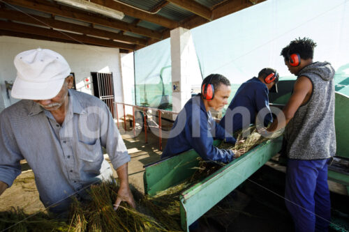 Schreddern von Rooibos (Südafrika, Heiveld) - lobOlmo Fair-Trade-Fotoarchiv