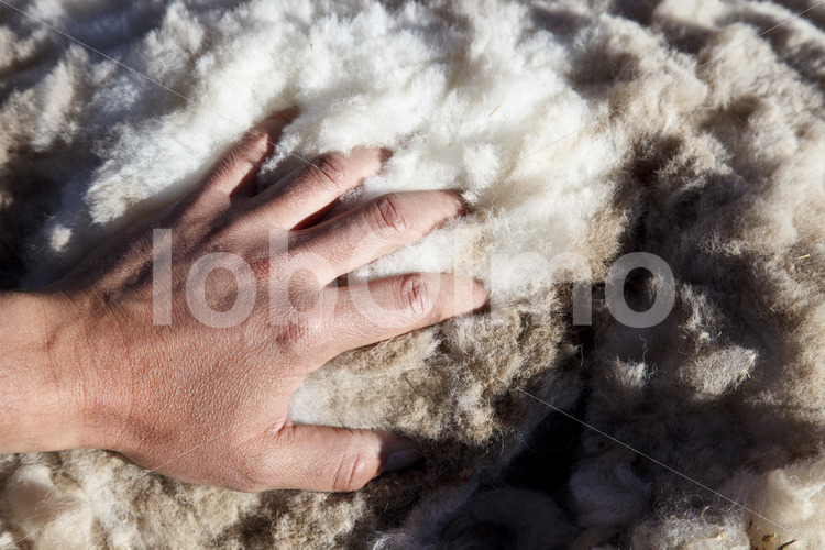 Schur eines Alpakas (Peru, CIAP) - lobOlmo Fair-Trade-Fotoarchiv