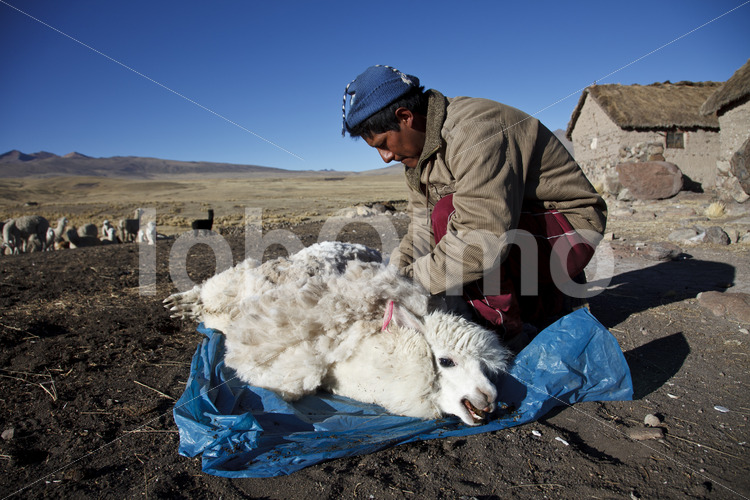 Schur eines Alpakas (Peru, CIAP) - lobOlmo Fair-Trade-Fotoarchiv