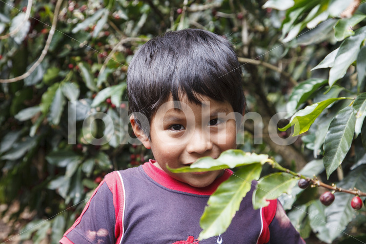 Sohn einer Kaffeebauernfamilie (Peru, COCLA) - lobOlmo Fair-Trade-Fotoarchiv