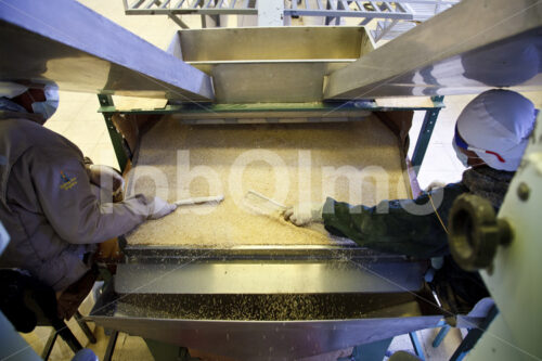 Sortieren der Quinoa (Bolivien, ANAPQUI) - lobOlmo Fair-Trade-Fotoarchiv