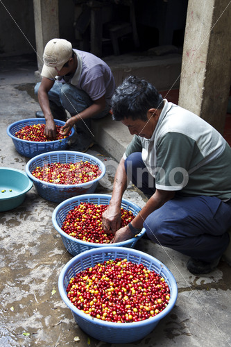 Sortieren geernteter Kaffeekirschen (Guatemala, GUAYA’B) - lobOlmo Fair-Trade-Fotoarchiv