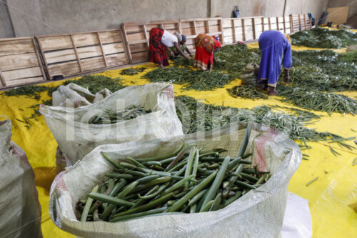 Sortieren grüner Vanilleschoten (Uganda, RFCU) - lobOlmo Fair-Trade-Fotoarchiv