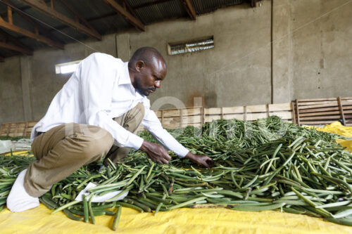 Sortieren grüner Vanilleschoten (Uganda, RFCU) - lobOlmo Fair-Trade-Fotoarchiv