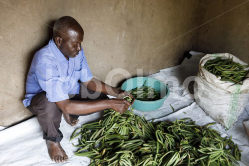 Sortieren grüner Vanilleschoten (Uganda, RFCU) - lobOlmo Fair-Trade-Fotoarchiv