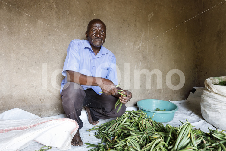 Sortieren grüner Vanilleschoten (Uganda, RFCU) - lobOlmo Fair-Trade-Fotoarchiv