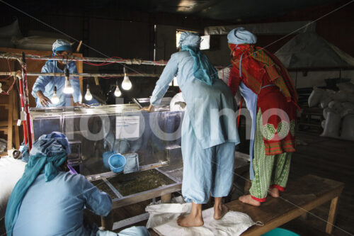 Sortieren von Grünem Tee (Nepal, KTE) - lobOlmo Fair-Trade-Fotoarchiv
