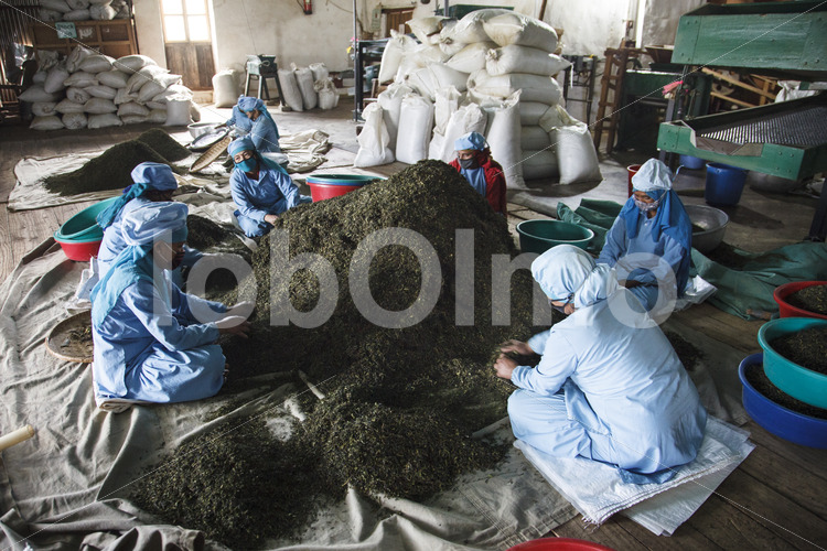 Sortieren von Grünem Tee (Nepal, KTE) - lobOlmo Fair-Trade-Fotoarchiv
