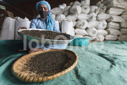 Sortieren von Schwarzem Tee (Nepal, KTE) - lobOlmo Fair-Trade-Fotoarchiv