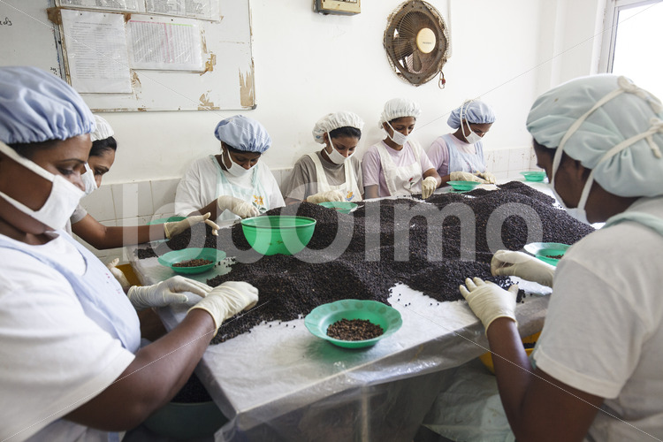 Sortieren von schwarzem Pfeffer (Sri Lanka, PODIE) - lobOlmo Fair-Trade-Fotoarchiv