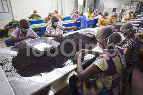 Sortieren von schwarzem Pfeffer (Sri Lanka, SOFA/BioFoods) - lobOlmo Fair-Trade-Fotoarchiv