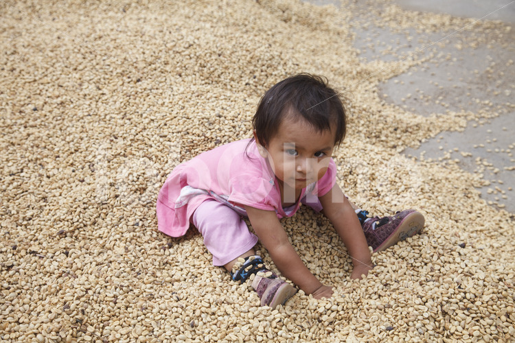 Spielen im Pergamentkaffee (Peru, COCLA) - lobOlmo Fair-Trade-Fotoarchiv