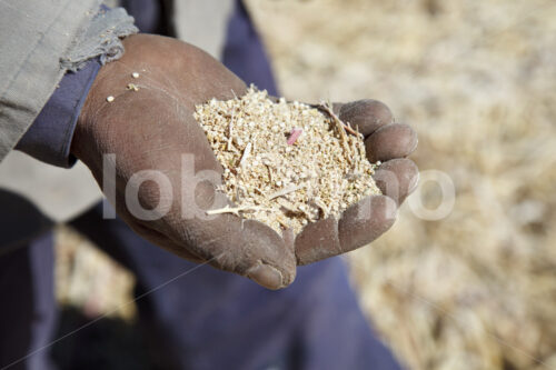 Spreu und Quinoakörner (Bolivien, ANAPQUI) - lobOlmo Fair-Trade-Fotoarchiv