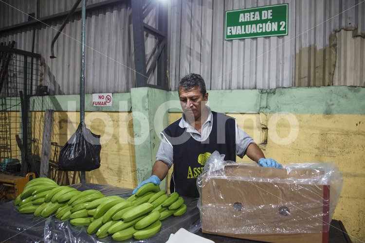 Staatlicher Kontrolleur am Hafen von Machala (Ecuador, UROCAL) - lobOlmo Fair-Trade-Fotoarchiv