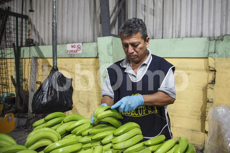 Staatlicher Kontrolleur am Hafen von Machala (Ecuador, UROCAL) - lobOlmo Fair-Trade-Fotoarchiv