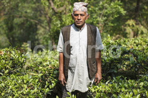 Teebauer (Nepal, KTE) - lobOlmo Fair-Trade-Fotoarchiv