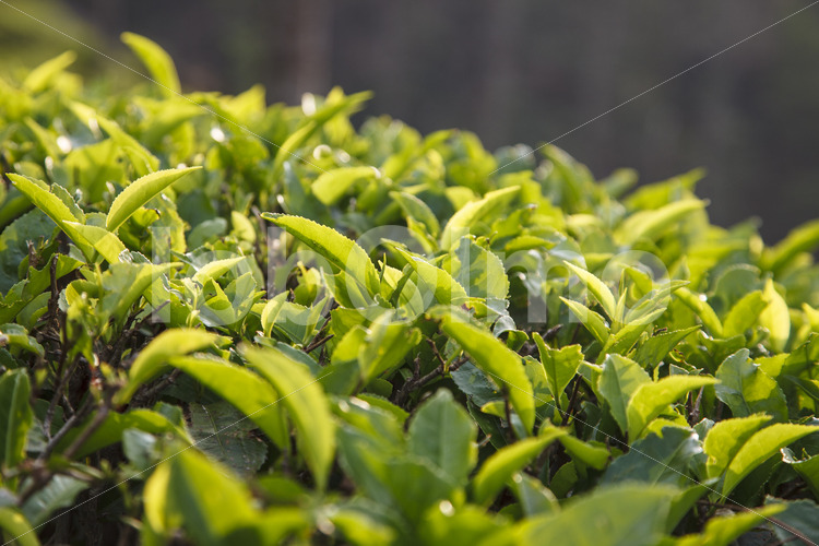 Teeblätter (Nepal, KTE) - lobOlmo Fair-Trade-Fotoarchiv