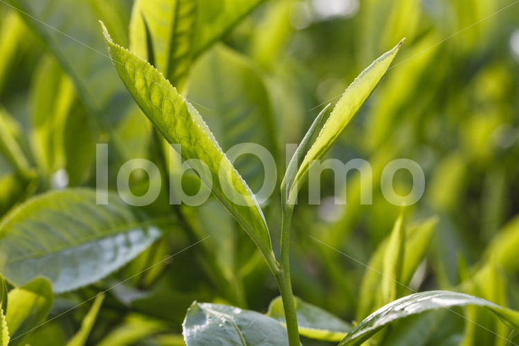 Teeblätter (Nepal, KTE) - lobOlmo Fair-Trade-Fotoarchiv