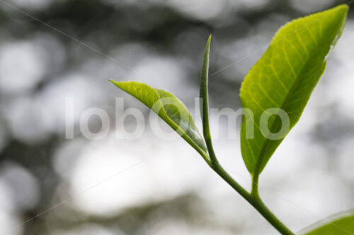 Teeblätter (Tansania, RBTC-JE/WATCO) - lobOlmo Fair-Trade-Fotoarchiv