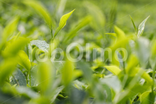 Teeblätter (Tansania, RBTC-JE/WATCO) - lobOlmo Fair-Trade-Fotoarchiv