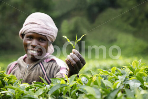 Teeernte “two leaves and a bud” (Tansania, RBTC-JE/WATCO) - lobOlmo Fair-Trade-Fotoarchiv