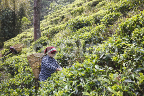 Teeernte (Nepal, KTE) - lobOlmo Fair-Trade-Fotoarchiv