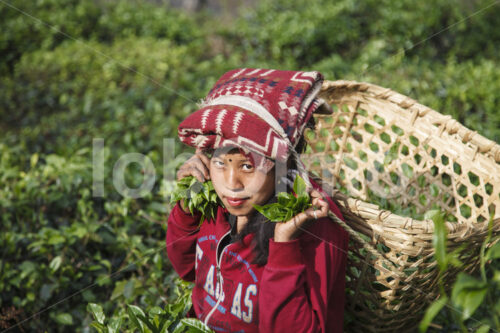 Teeernte (Nepal, KTE) - lobOlmo Fair-Trade-Fotoarchiv