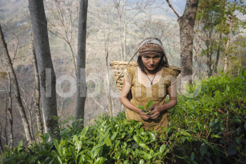 Teeernte (Nepal, KTE) - lobOlmo Fair-Trade-Fotoarchiv