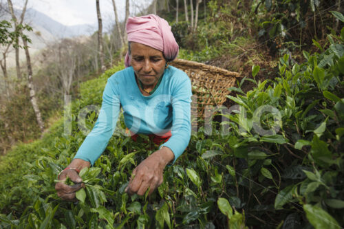 Teeernte (Nepal, KTE) - lobOlmo Fair-Trade-Fotoarchiv