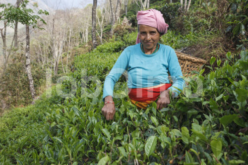 Teeernte (Nepal, KTE) - lobOlmo Fair-Trade-Fotoarchiv